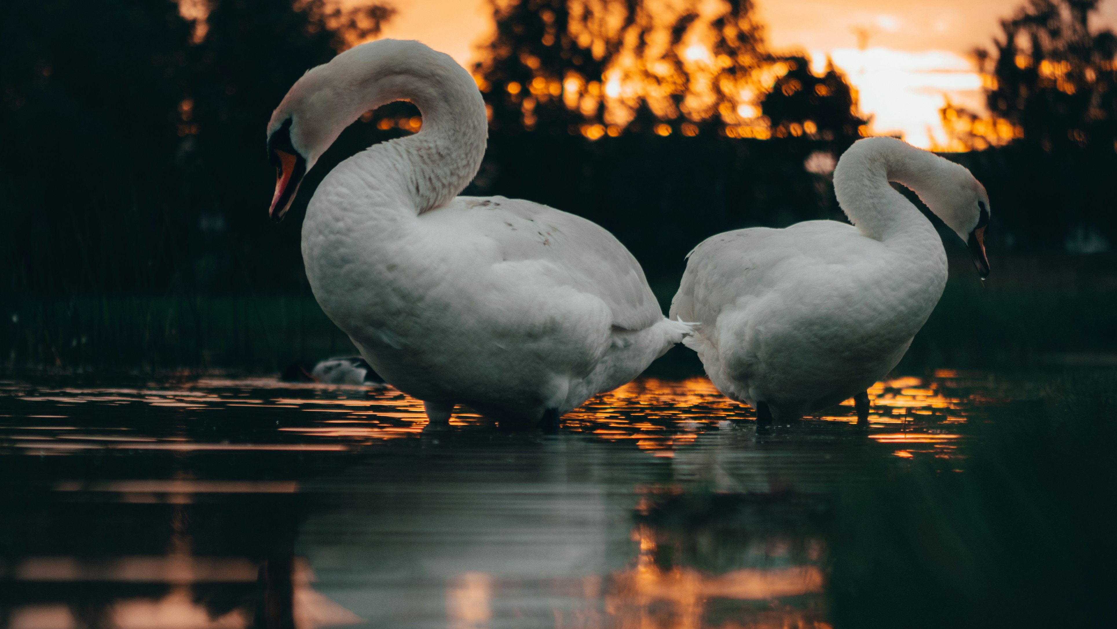 A pair of swans on water at sunset.