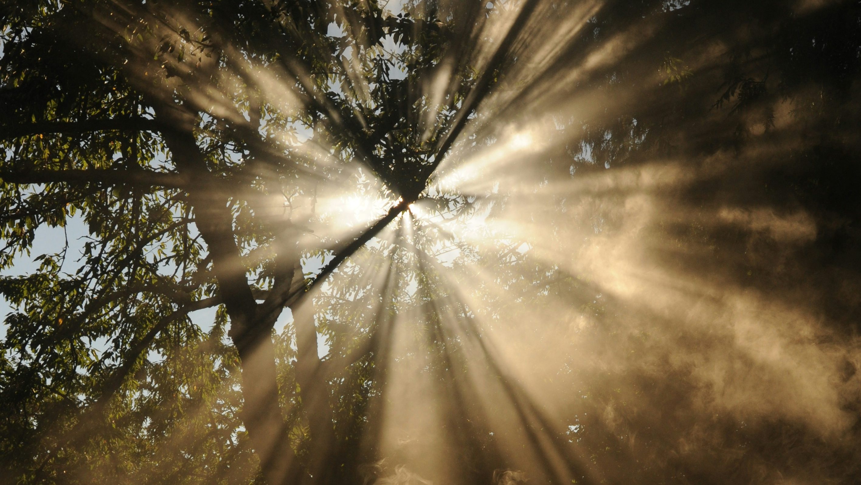 Beams of sunlight through trees.