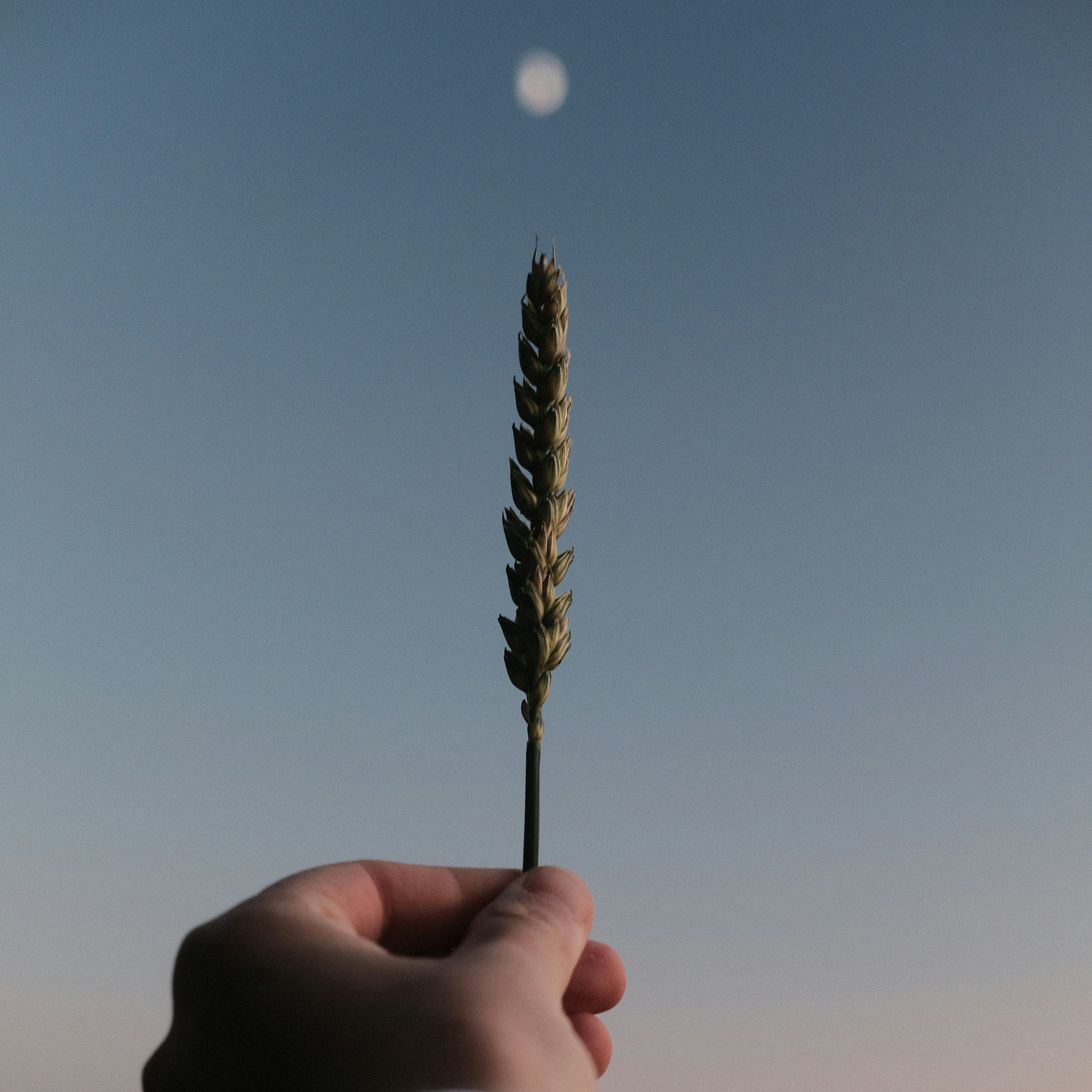 Hand holding an ear of wheat.